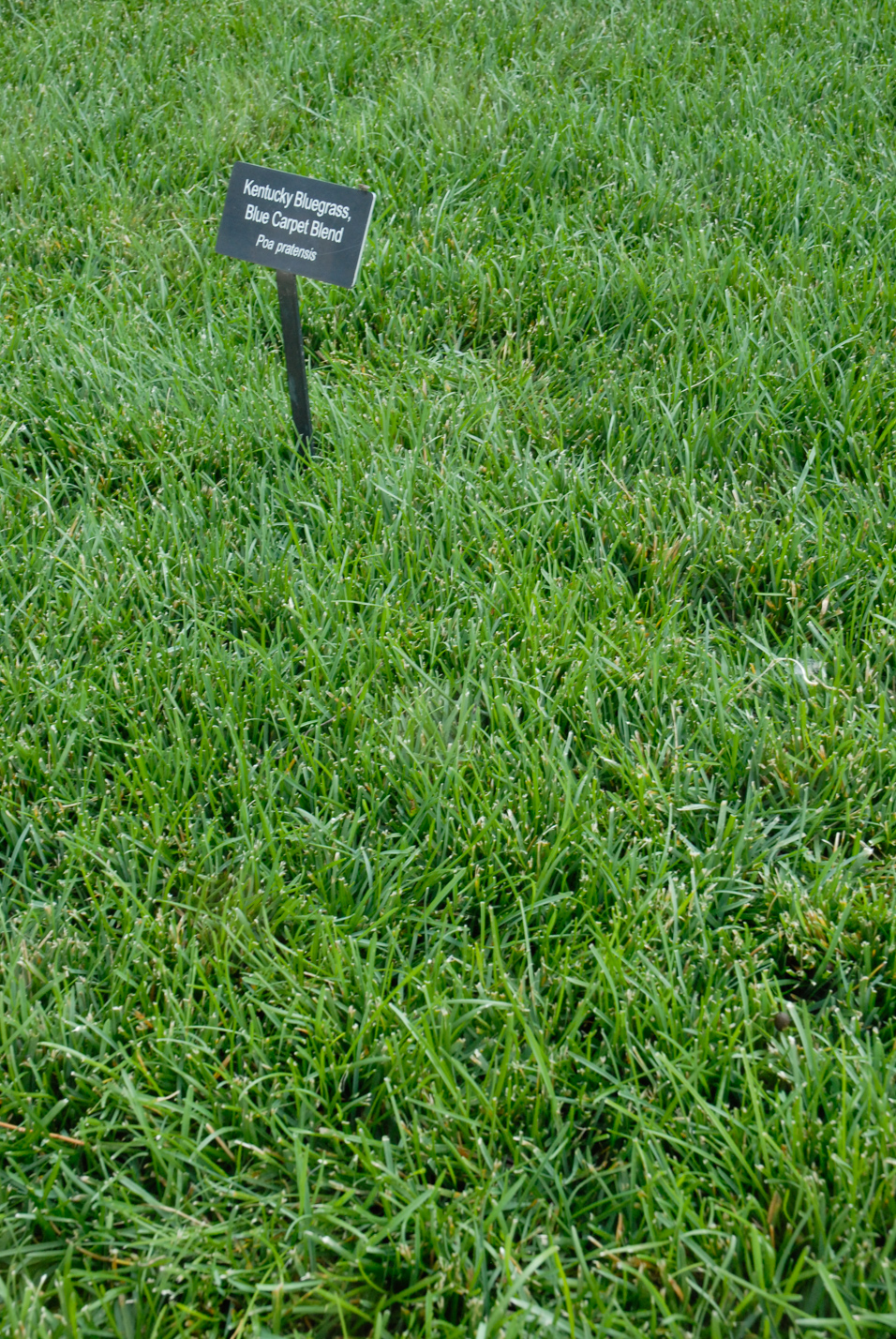 Kentucky Bluegrass